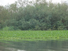 Water hyacinths growing close to the bushes along the lakeshore of Mbita District