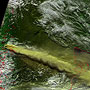 「いぶき」が観測したチリのプジェウエ・コルドンカウジェ火山群の火山からの噴煙の様子 サムネイル画像